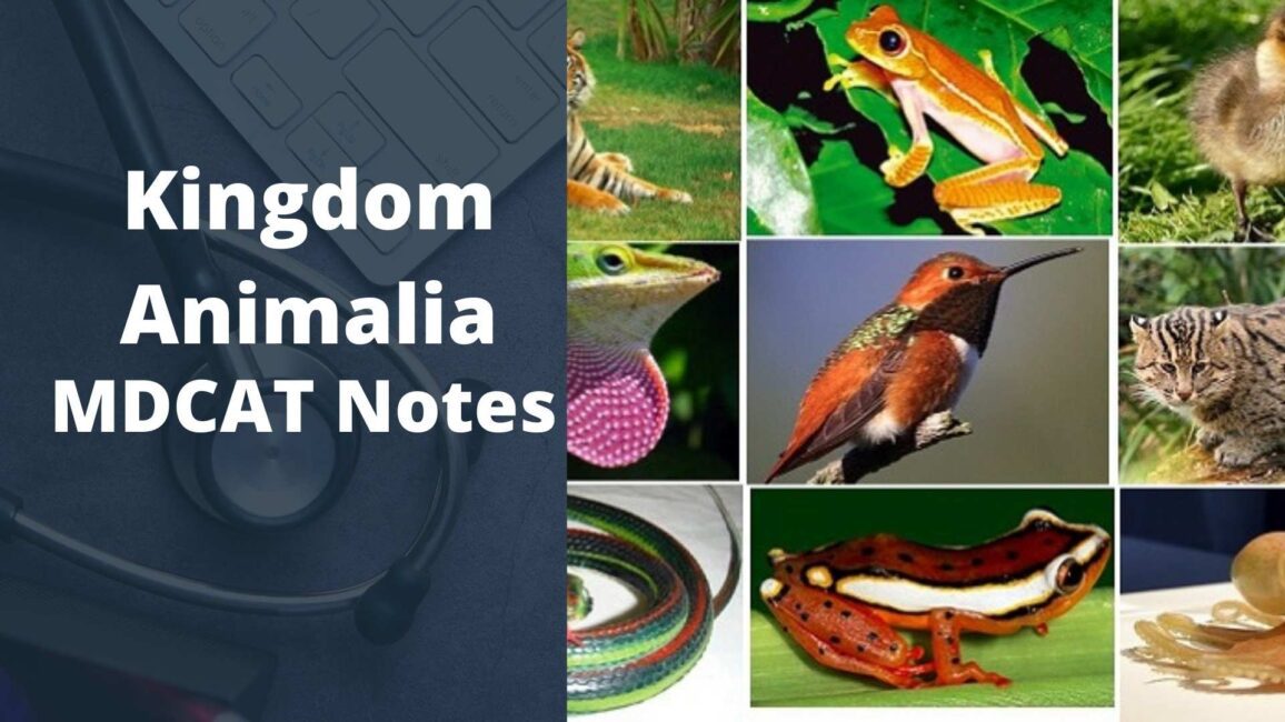 Read more about the article Kingdom Animalia MDCAT Notes [ Biology Notes]